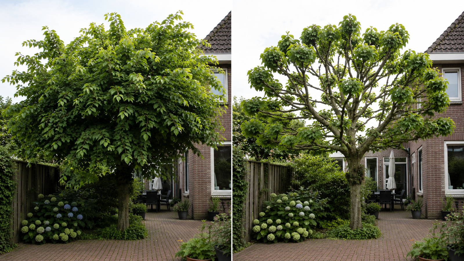 Voor en na boom snoeien Utrecht